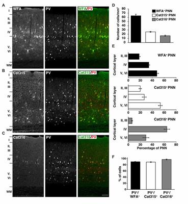 Structural Variation of Chondroitin Sulfate Chains Contributes to the Molecular Heterogeneity of Perineuronal Nets